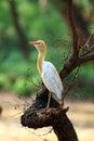 Common cattle egret Royalty Free Stock Photo