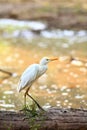 Common cattle egret Royalty Free Stock Photo