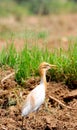 Common cattle egret Royalty Free Stock Photo