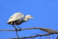 Common cattle egret