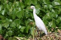 Common cattle egret