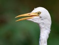 Common cattle egret Royalty Free Stock Photo