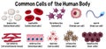 Common cells of the human body Royalty Free Stock Photo