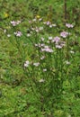 Common Centaury