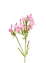 Common centaury (Centaurium erythraea) Royalty Free Stock Photo