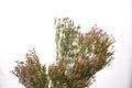 Common Centaury Flowers.Common Centaury - Centaurium erythraea Royalty Free Stock Photo