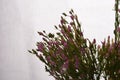 Common Centaury Flowers.Common Centaury - Centaurium erythraea Royalty Free Stock Photo