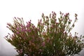 Common Centaury Flowers.Common Centaury - Centaurium erythraea Royalty Free Stock Photo