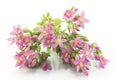 Common Centaury ( Centaurium Erythraea ) Flowers Royalty Free Stock Photo