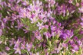Common Centaury ( Centaurium Erythraea ) Flowers Royalty Free Stock Photo