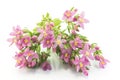 Common Centaury ( Centaurium Erythraea ) Flowers Royalty Free Stock Photo