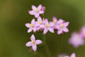 Common centaury, Centaurium erythraea