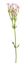 Common centaury or Centaurium erythraea isolated on white background. Plant with small pink flowers