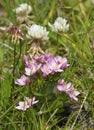 Common Centaury