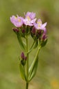 Common Centaury Royalty Free Stock Photo