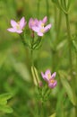 Common Centaury Royalty Free Stock Photo