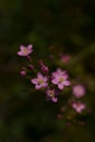 Common Centaury, Centaurium Erythraea Royalty Free Stock Photo