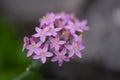 Common centaury, Centaurium umbellatum, close-up pink flowers Royalty Free Stock Photo