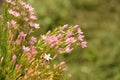 Common Centaury Flowers.Common Centaury - Centaurium erythraea Royalty Free Stock Photo