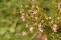 Common Centaury Flowers.Common Centaury - Centaurium erythraea Royalty Free Stock Photo