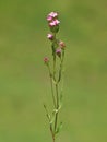 Common Centaury, pink grassland flower, Centaurium erythraea Royalty Free Stock Photo