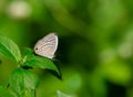 Common Cerulean Jamides celeno perching on the for herb leaf Royalty Free Stock Photo