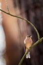 Common chaffinch bird perched atop a tree branch. Royalty Free Stock Photo