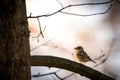 Common chaffinch bird perched on a tree branch in a sunny environment Royalty Free Stock Photo