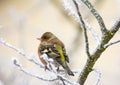 Common chaffinch bird sitting on a frosted tree