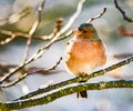 Common chaffinch bird sitting on a tree Royalty Free Stock Photo