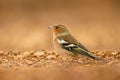 Common Chaffinch - Fringilla coelebs, beautiful colored perching bird Royalty Free Stock Photo