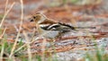 Common Chaffinch Fringilla coelebs Cabanas