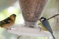 Common chaffinch Fringilla coelebs canariensis male and Canary Islands blue tit Cyanistes teneriffae in a bird feeder. Royalty Free Stock Photo