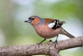 Common chaffinch, Fringilla coelebs. In the forest, a bird sits on a branch Royalty Free Stock Photo