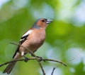 Common chaffinch, Fringilla coelebs. In the forest, a bird sits on a branch Royalty Free Stock Photo