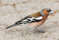 Common Chaffinch Fringilla coelebs