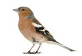 Common Chaffinch, Fringilla coelebs Royalty Free Stock Photo