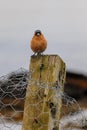 Common Chaffinch or Fringilla coelebs