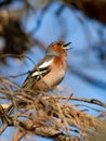 Common chaffinch, Fringilla coelebs. Morning in the forest. A male bird sits on a branch and sings Royalty Free Stock Photo