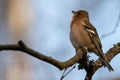 Common chaffinch (Fringilla coelebs) singing while perched on a tree branch in the forest of Finland Royalty Free Stock Photo