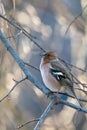 Common chaffinch (Fringilla coelebs) singing while perched on a tree branch in the forest of Finland Royalty Free Stock Photo