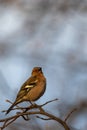 Common Chaffinch (Fringilla coelebs) Singing on a Tree Branch Royalty Free Stock Photo