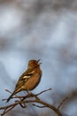 Common Chaffinch (Fringilla coelebs) Singing on a Tree Branch Royalty Free Stock Photo