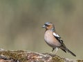 Common Chaffinch Fringilla coelebs sitting on a branch. Royalty Free Stock Photo