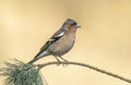 Common Chaffinch Fringilla coelebs sitting on a branch. Royalty Free Stock Photo