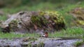 Common chaffinch, Fringillidae, bathing in a small river seen from eye level to bird during spring in scotland.