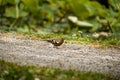 Common Chaffinch on the ground in the park. Small bird in the nature