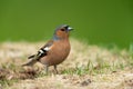 Common chaffinch Royalty Free Stock Photo