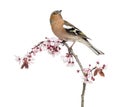 Common Chaffinch perched on branch Royalty Free Stock Photo