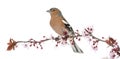 Common Chaffinch perched on branch Royalty Free Stock Photo